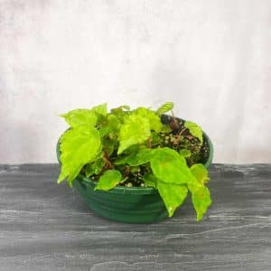 carnivorsandmore – Deine Quelle für seltene Pflanzen Begonia scutifolia