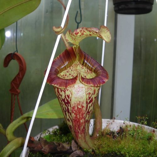 rRpyrUBBMSSr0lO9Fo8Z.jpg rRpyrUBBMSSr0lO9Fo8Z.jpg