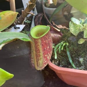 Nepenthes ampullaria "Elongated tricolor pitcher / green peristome" #29, unrooted cutting, 25-30 cm