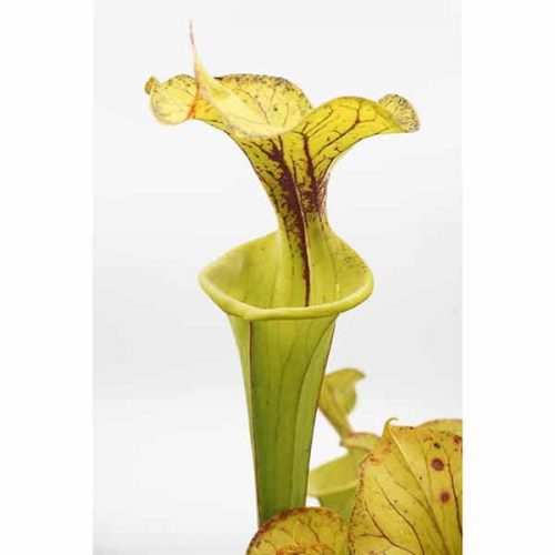 rW9eAJ5Mj4t4fRQvSvAs.jpg rW9eAJ5Mj4t4fRQvSvAs.jpg