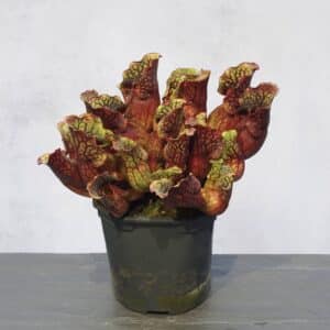 Sarracenia purpurea ssp. purpurea, Tanersville, Monroe Co