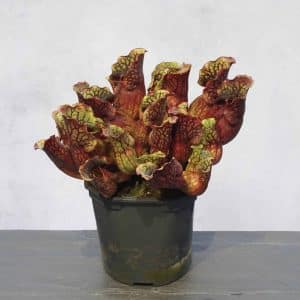 Sarracenia purpurea ssp. purpurea, Tanersville, Monroe Co