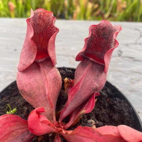 rdQxiLQUCzjeEsV8xZxi.jpg rdQxiLQUCzjeEsV8xZxi.jpg