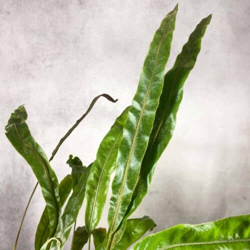 rdYbc7IfgsZB13O1D0Cz.jpg rdYbc7IfgsZB13O1D0Cz.jpg