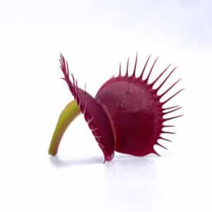 Dionaea muscipula "BCP Clone Z 11"