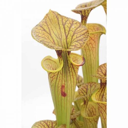 roOa5DZqHe7hqkXy5mgG.jpg roOa5DZqHe7hqkXy5mgG.jpg