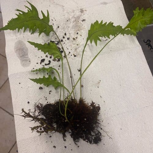 rqRP6dknSNEKvrxawLnl.jpg rqRP6dknSNEKvrxawLnl.jpg