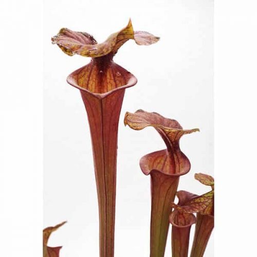 rqqHAT60GlaSlu5cdlCa.jpg rqqHAT60GlaSlu5cdlCa.jpg