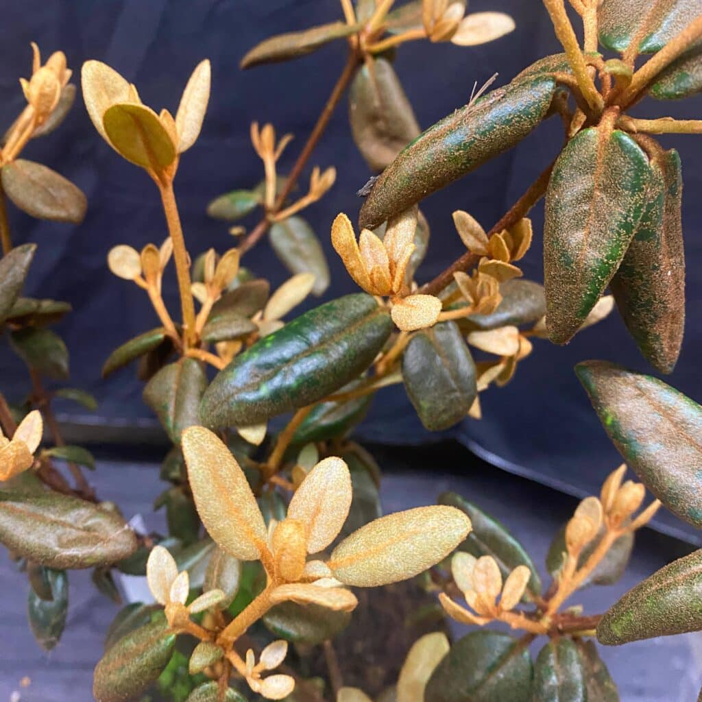 carnivorsandmore – Deine Quelle für seltene Pflanzen Rhododendron beyerinckianum
