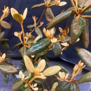 Rhododendron beyerinckianum