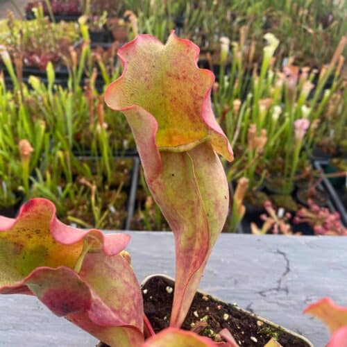 rwGWuwkeEAbKe9iOajJP.jpg rwGWuwkeEAbKe9iOajJP.jpg