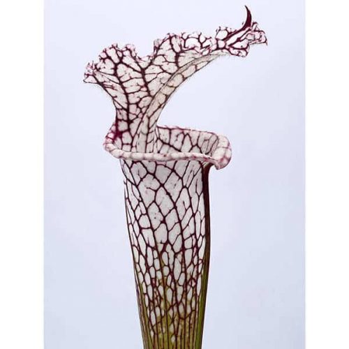 rx0rAXLUhA89B8mxUaR8.jpg rx0rAXLUhA89B8mxUaR8.jpg