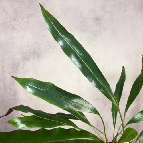 rz2SxPSHnbY4mswWDniA.jpg rz2SxPSHnbY4mswWDniA.jpg