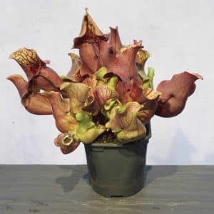 Sarracenia purpurea ssp. venosa var. burkei # SL 21, Liberty Co., Fl, 12-16 cm