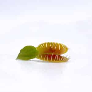 Dionaea muscipula "BCP Phoenix"