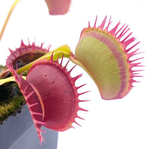 sMqW3VTBWcA2Q38eCbin.jpg sMqW3VTBWcA2Q38eCbin.jpg