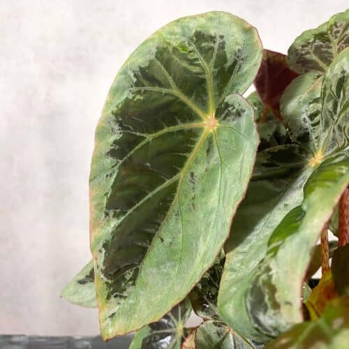 sMvvdU0Ng9mKLR9YEtlg.jpg sMvvdU0Ng9mKLR9YEtlg.jpg