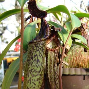 Nepenthes zakriana (fusca), Tambunan Road, 15-20 cm
