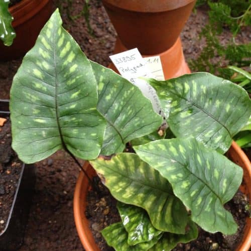 sbIZBDAU9yYxFtJSkqL0.jpg sbIZBDAU9yYxFtJSkqL0.jpg