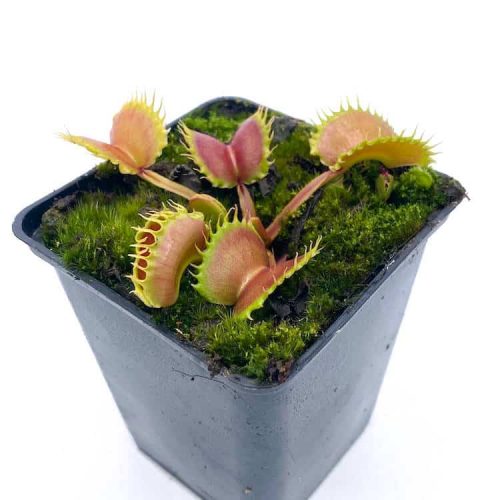 serAIAc9200fAudlswfN.jpg serAIAc9200fAudlswfN.jpg