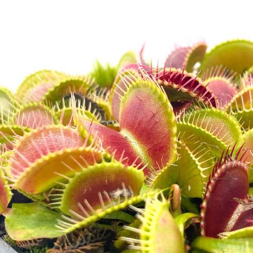 sewowRDhtrDqFfXUQNCm.jpg sewowRDhtrDqFfXUQNCm.jpg