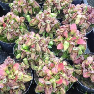 Cephalotus follicularis, very big, XXL plants !