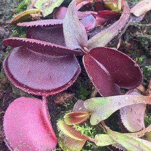 Dionaea muscipula "Microdent All Red"