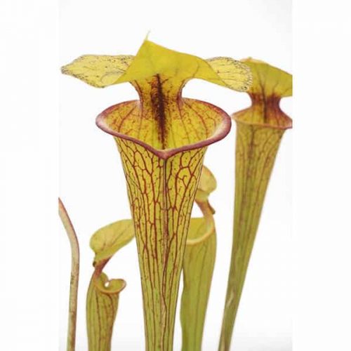 snfKNkHLnom4Qv7YuDJS.jpg snfKNkHLnom4Qv7YuDJS.jpg