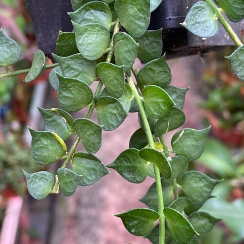 soPrMGLvxNEKVBDvxbir.jpg soPrMGLvxNEKVBDvxbir.jpg