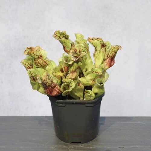 swPMGVaV0numrGVPJDy3.jpg swPMGVaV0numrGVPJDy3.jpg