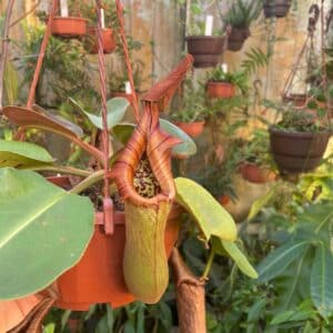 Nepenthes truncata Highland Red, Philippines