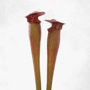 Sarracenia alata "Nigropurpurea"