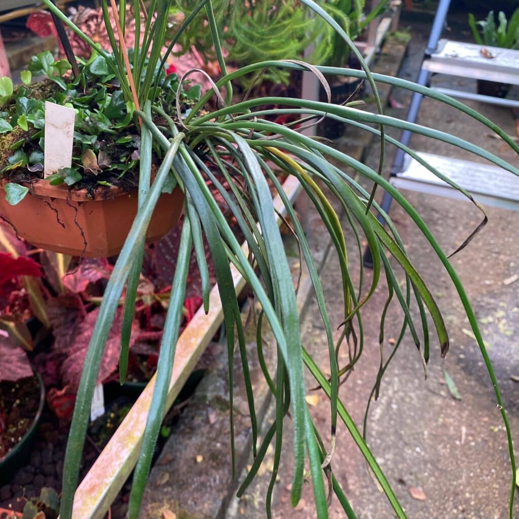 carnivorsandmore – Deine Quelle für seltene Pflanzen Vittaria lineata, Sumatra