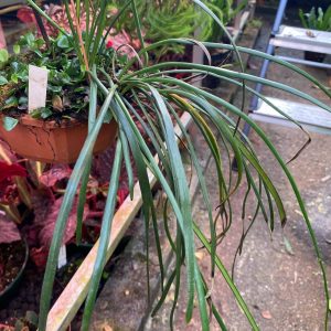 Vittaria lineata, Sumatra