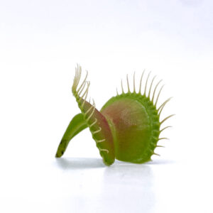 Dionaea muscipula "Burbanks Best"