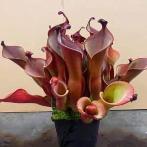Heliamphora neblinae x hispida x self (own cross CK), large