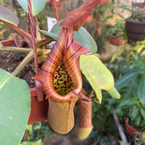 tBrAo4CjLT37KPK4wXPm.jpg tBrAo4CjLT37KPK4wXPm.jpg