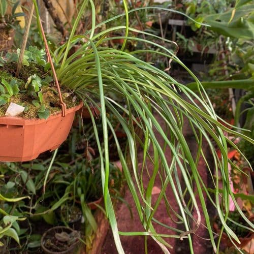 tDKapxekojej1Rfushik.jpg tDKapxekojej1Rfushik.jpg