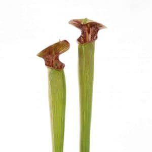 Sarracenia alata "Red Lid Heavy Veins", Perry Co, Miss.,PW A 19