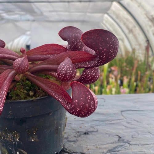 tUHNFhPnWGzkiemlI4w9.jpg tUHNFhPnWGzkiemlI4w9.jpg