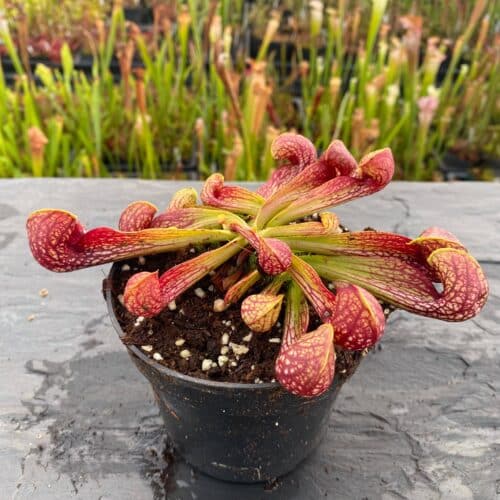 tWd52CBD7Gx5luHSMLZ4.jpg tWd52CBD7Gx5luHSMLZ4.jpg