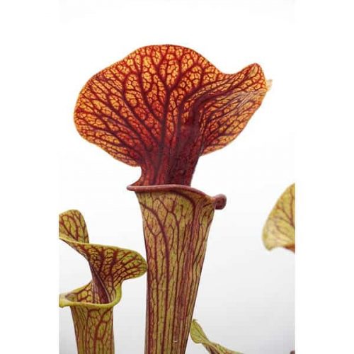 tY3UrORc383WZ1bjEfLF.jpg tY3UrORc383WZ1bjEfLF.jpg