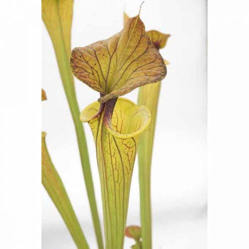 tYnFXSlAW8VzvOWwtiDW.jpg tYnFXSlAW8VzvOWwtiDW.jpg