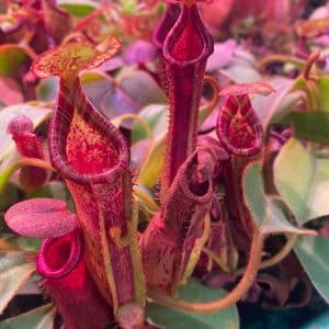 Nepenthes platychila x lowii, 12-14 cm