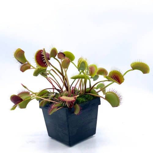 tg5NZVH02k6bpFv0Fxi6-1.jpg tg5NZVH02k6bpFv0Fxi6-1.jpg