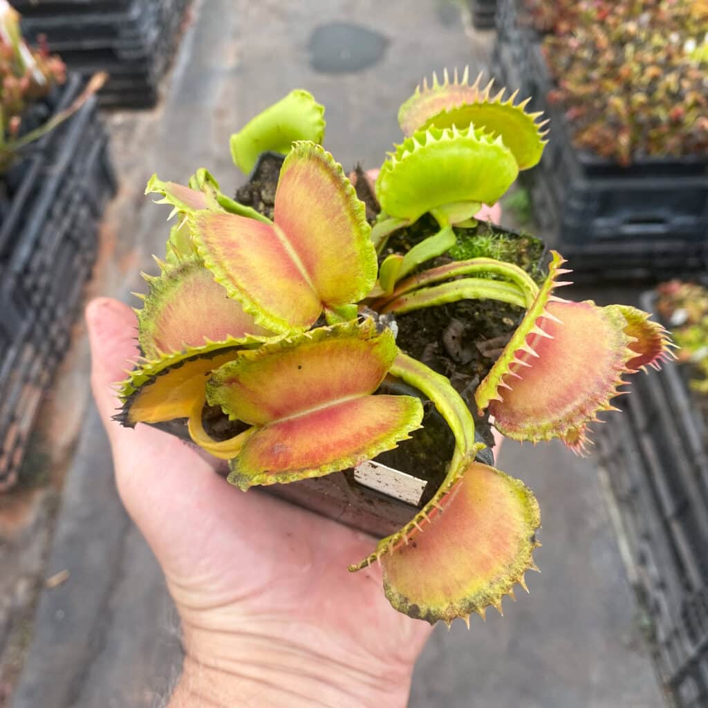 carnivorsandmore – Deine Quelle für seltene Pflanzen Dionaea muscipula ''CK Monster''
