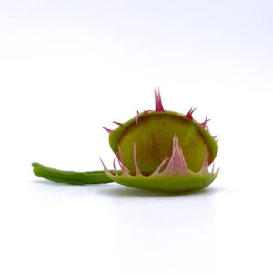 Dionaea muscipula "Australian"