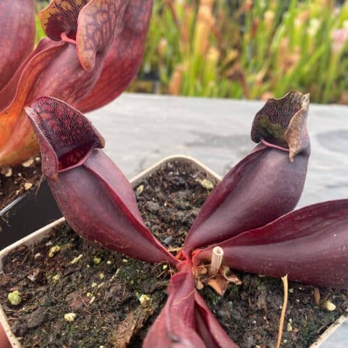 thvlrkdpVerUc0gc8p6a.jpg thvlrkdpVerUc0gc8p6a.jpg