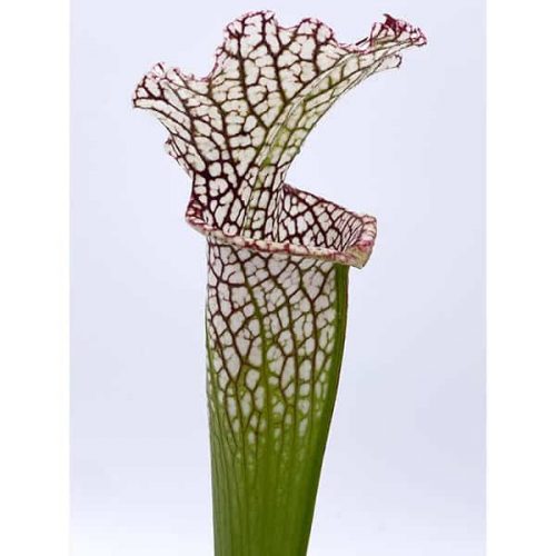 tqsS8kcTTvZ2xJo2NllO.jpg tqsS8kcTTvZ2xJo2NllO.jpg