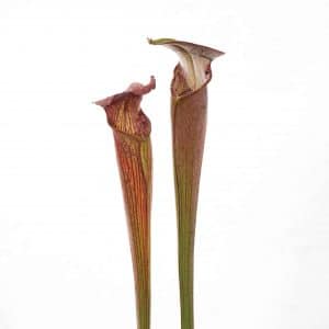 Sarracenia alata "Black Tube" DeSoto, White Crossing, PW A20